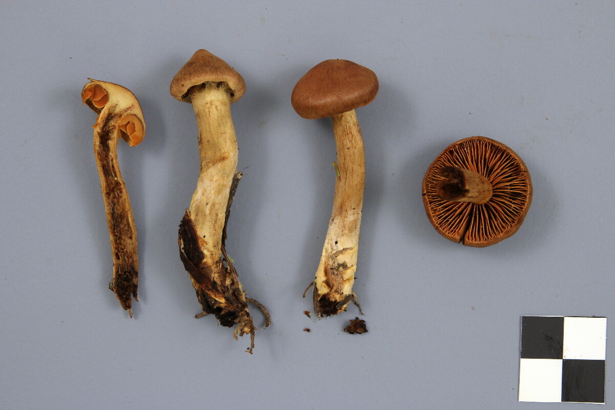 Cortinarius pellstonianus image